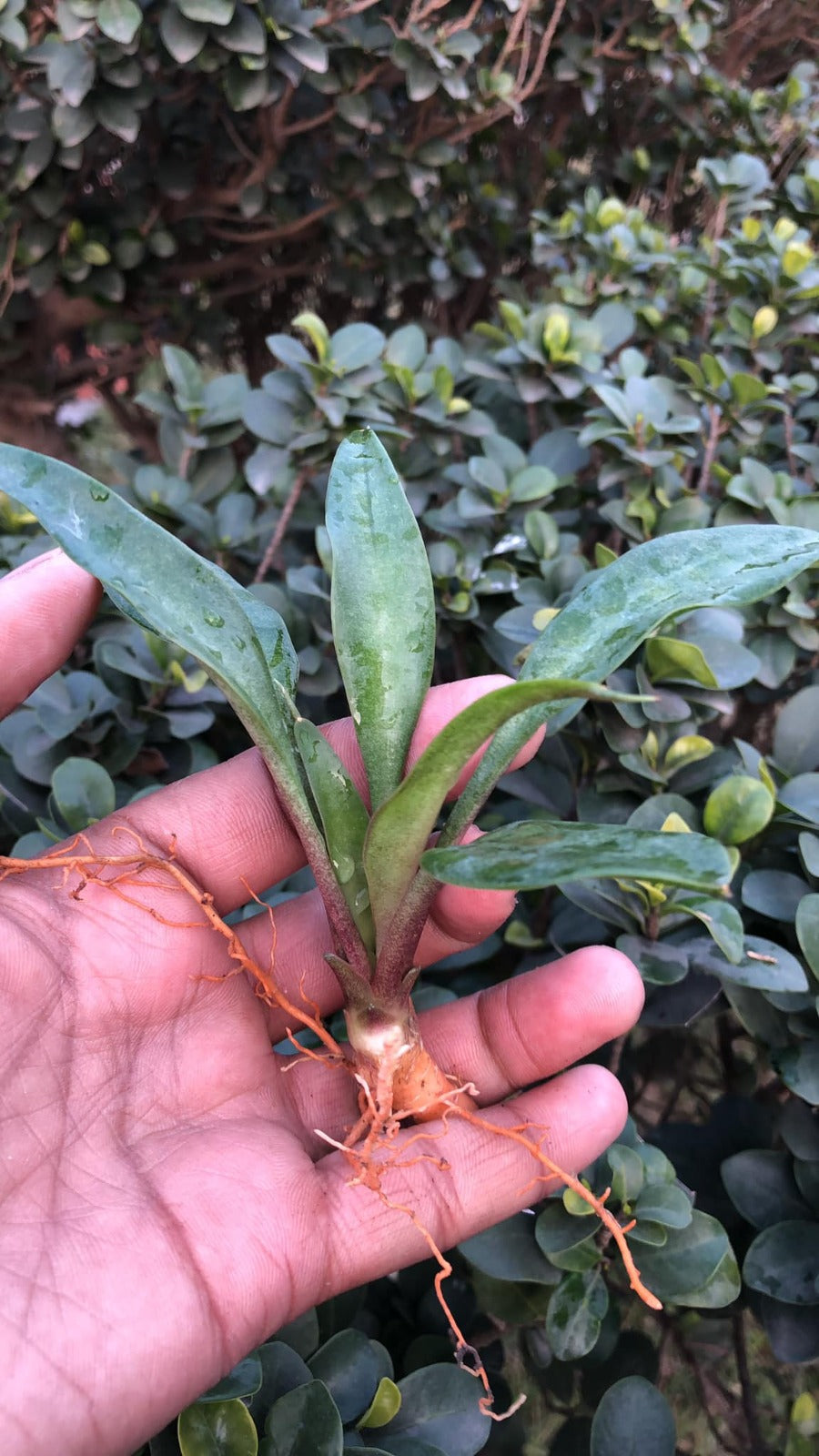 Sansevieria combo #24 (04 Plants)