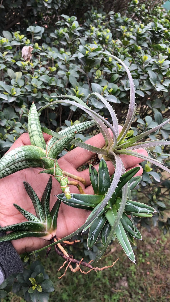 A Random Combo #48 (Dyckia, Agave and Sansevieria)