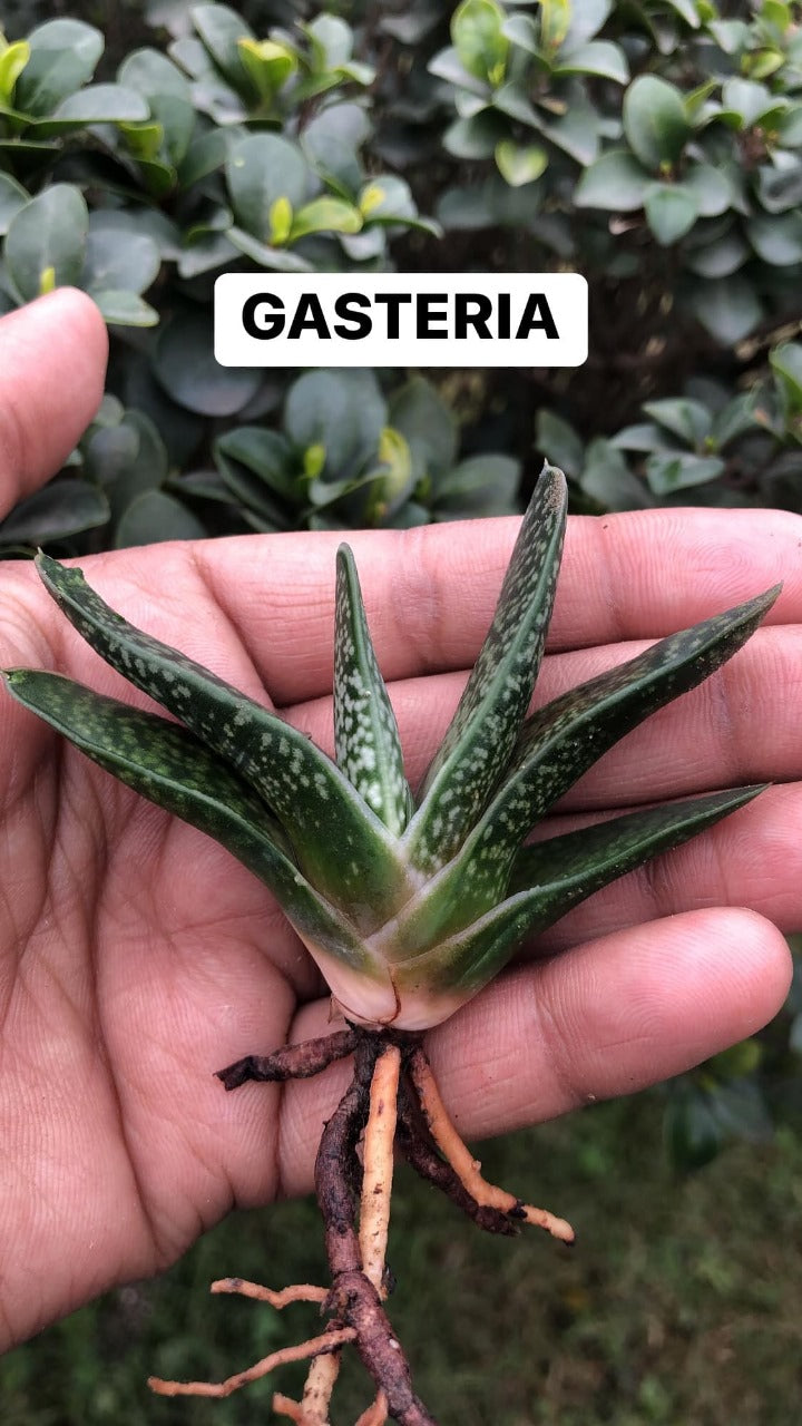 A Random Combo #48 (Dyckia, Agave and Sansevieria)