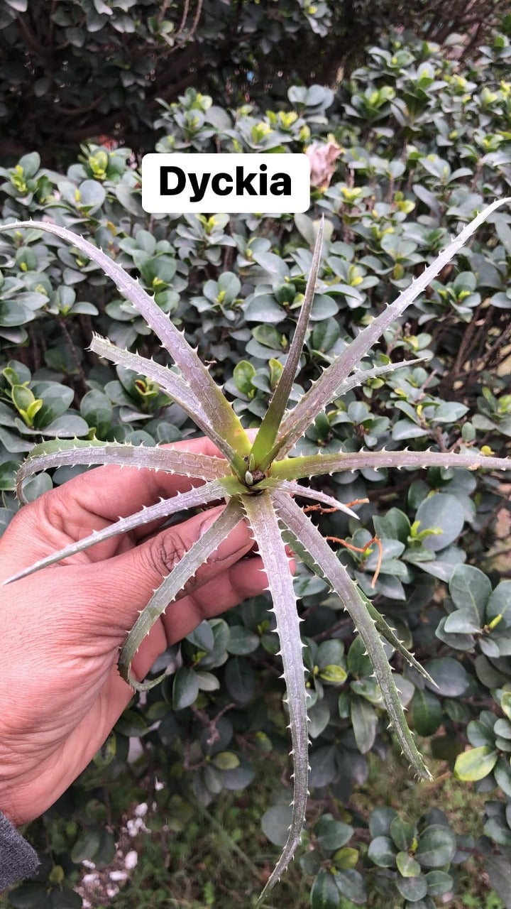 A Random Combo #48 (Dyckia, Agave and Sansevieria)