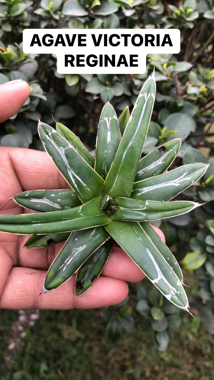 A Random Combo #48 (Dyckia, Agave and Sansevieria)