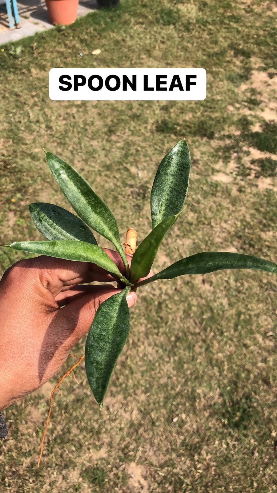 COMBO OF 3 PLANTS