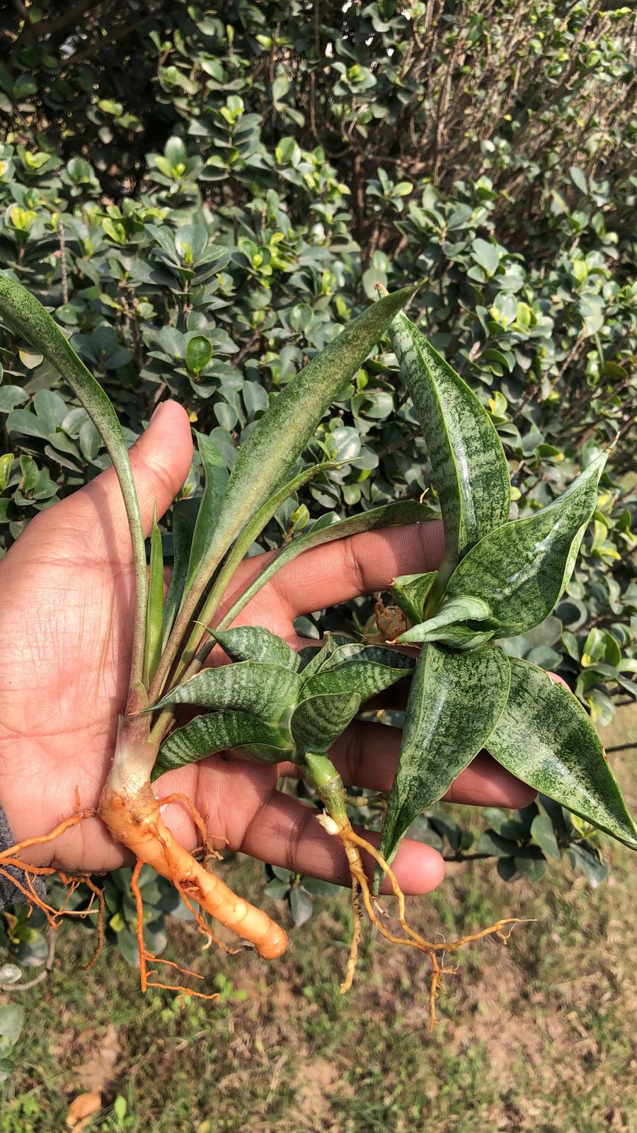 COMBO OF 3 PLANTS