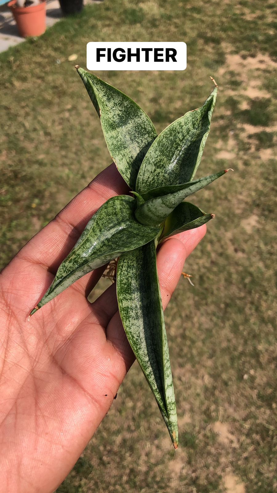 COMBO OF 3 PLANTS