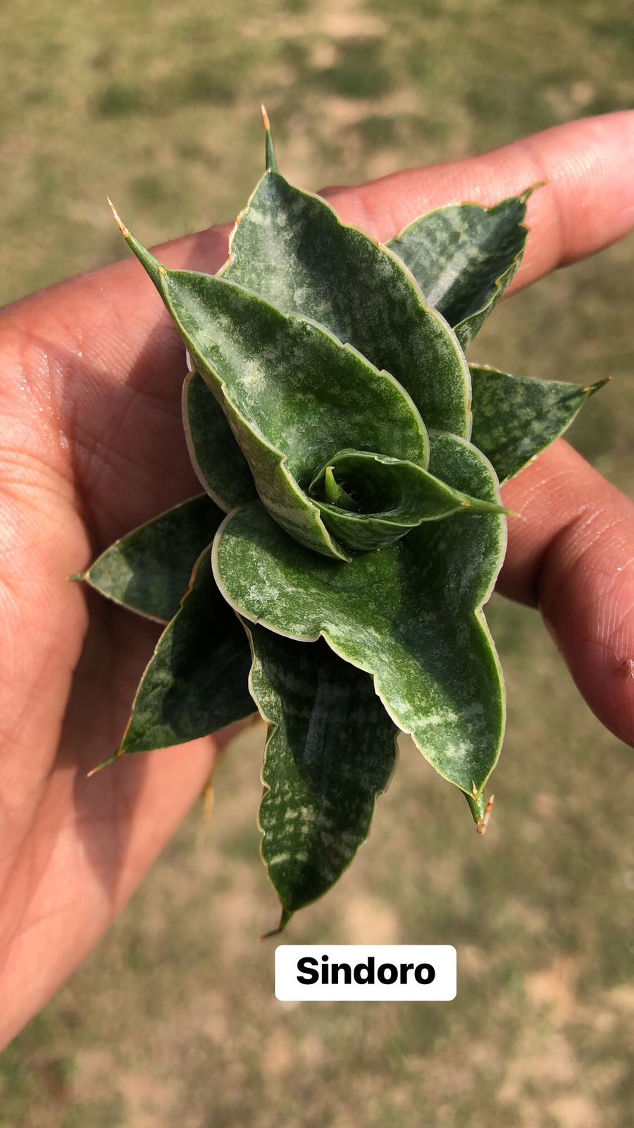 COMBO OF 3 PLANTS