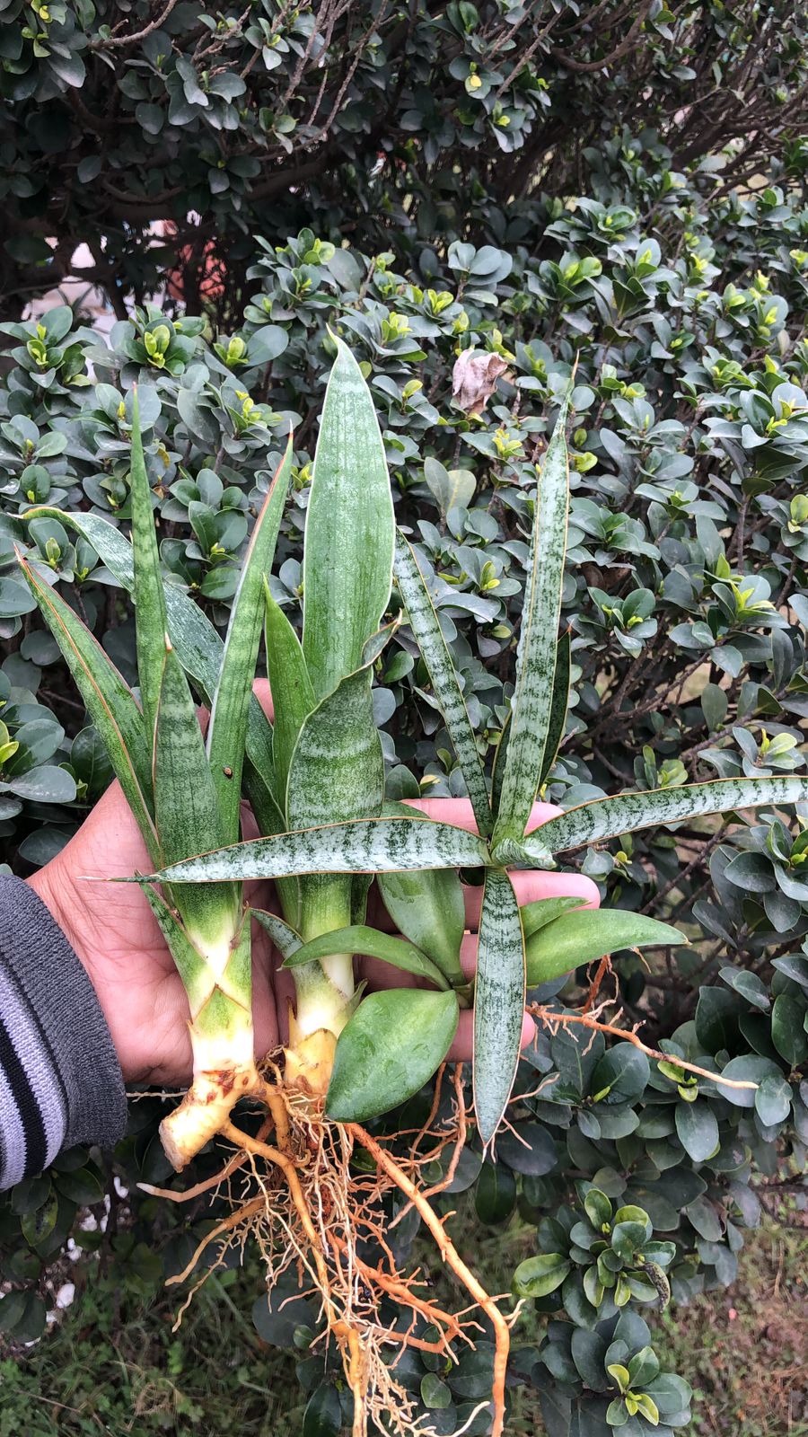 Sansevieria Combo #18 (4 Plants)