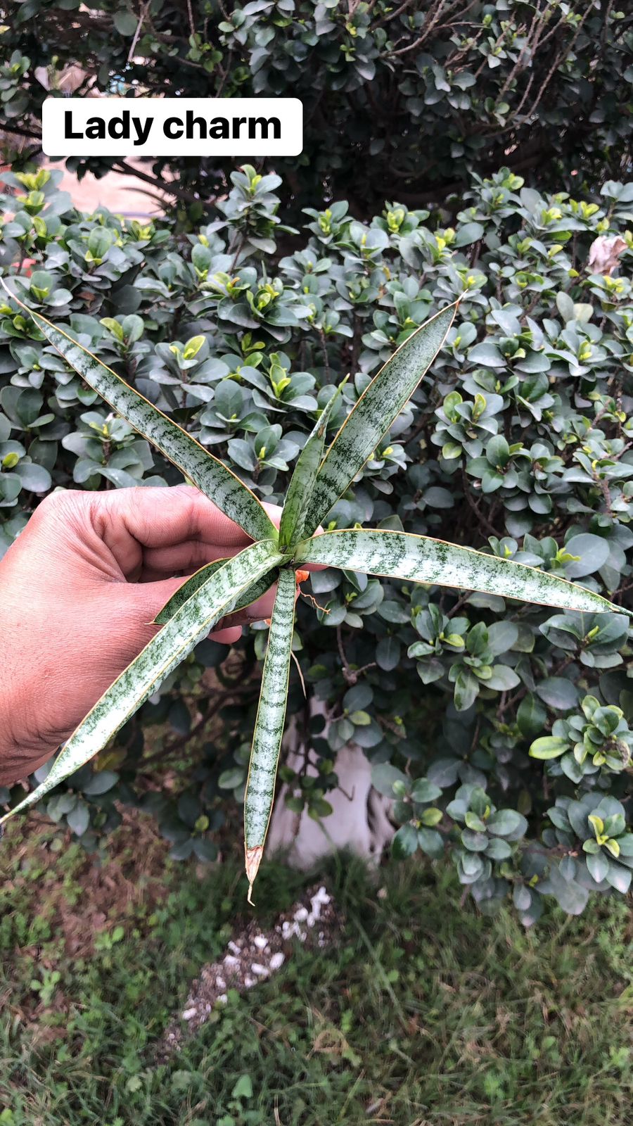 Sansevieria Combo #18 (4 Plants)