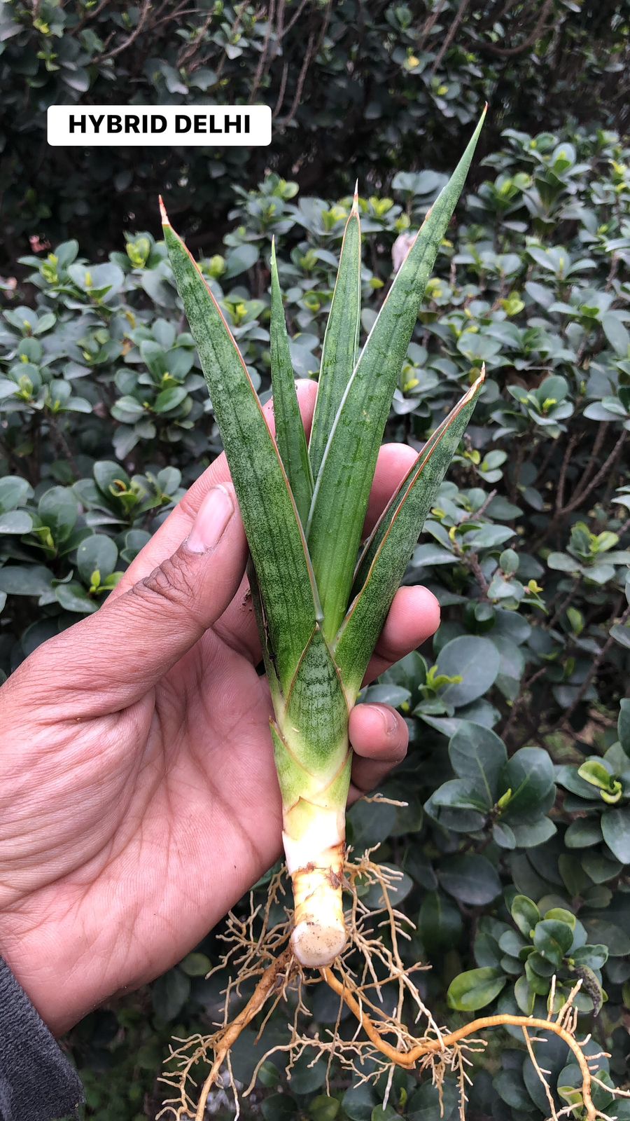 Sansevieria Combo #18 (4 Plants)