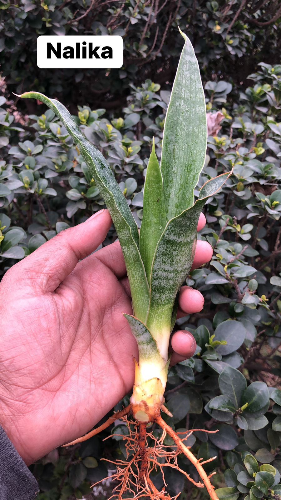 Sansevieria Combo #18 (4 Plants)