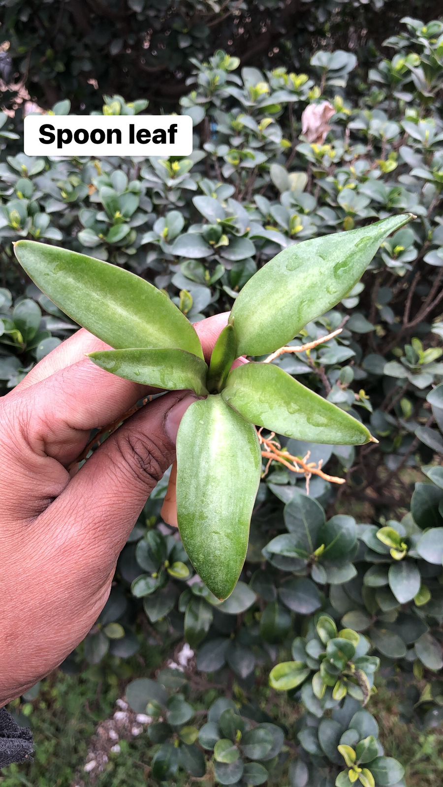 Sansevieria Combo #18 (4 Plants)