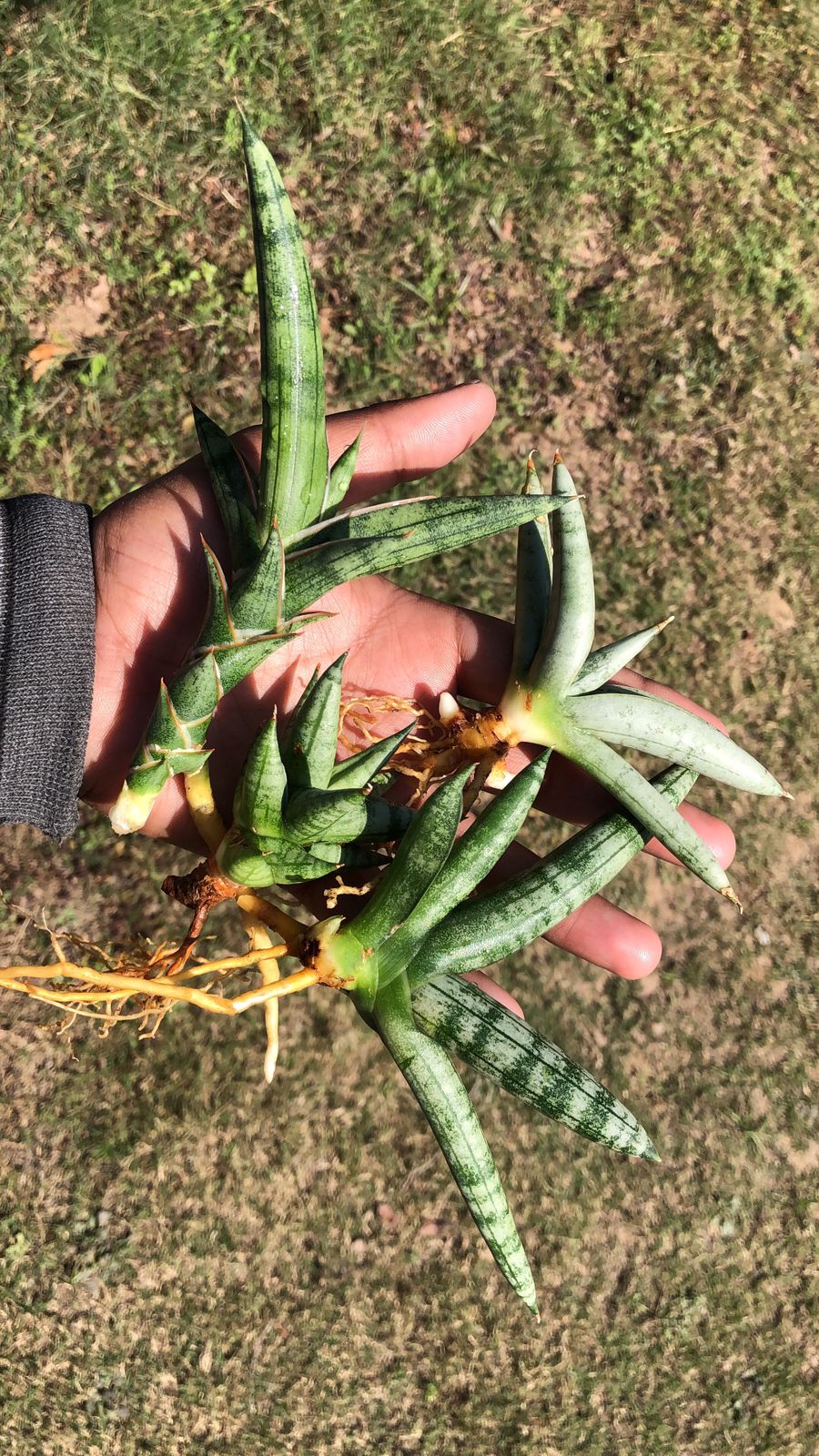 Sansevieria Combo #21 (4 plants)