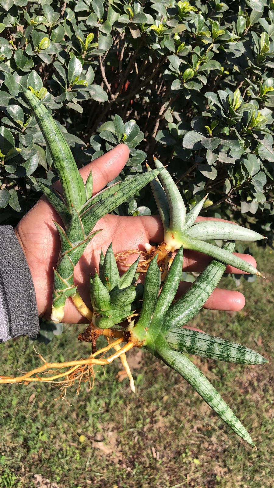 Sansevieria Combo #21 (4 plants)