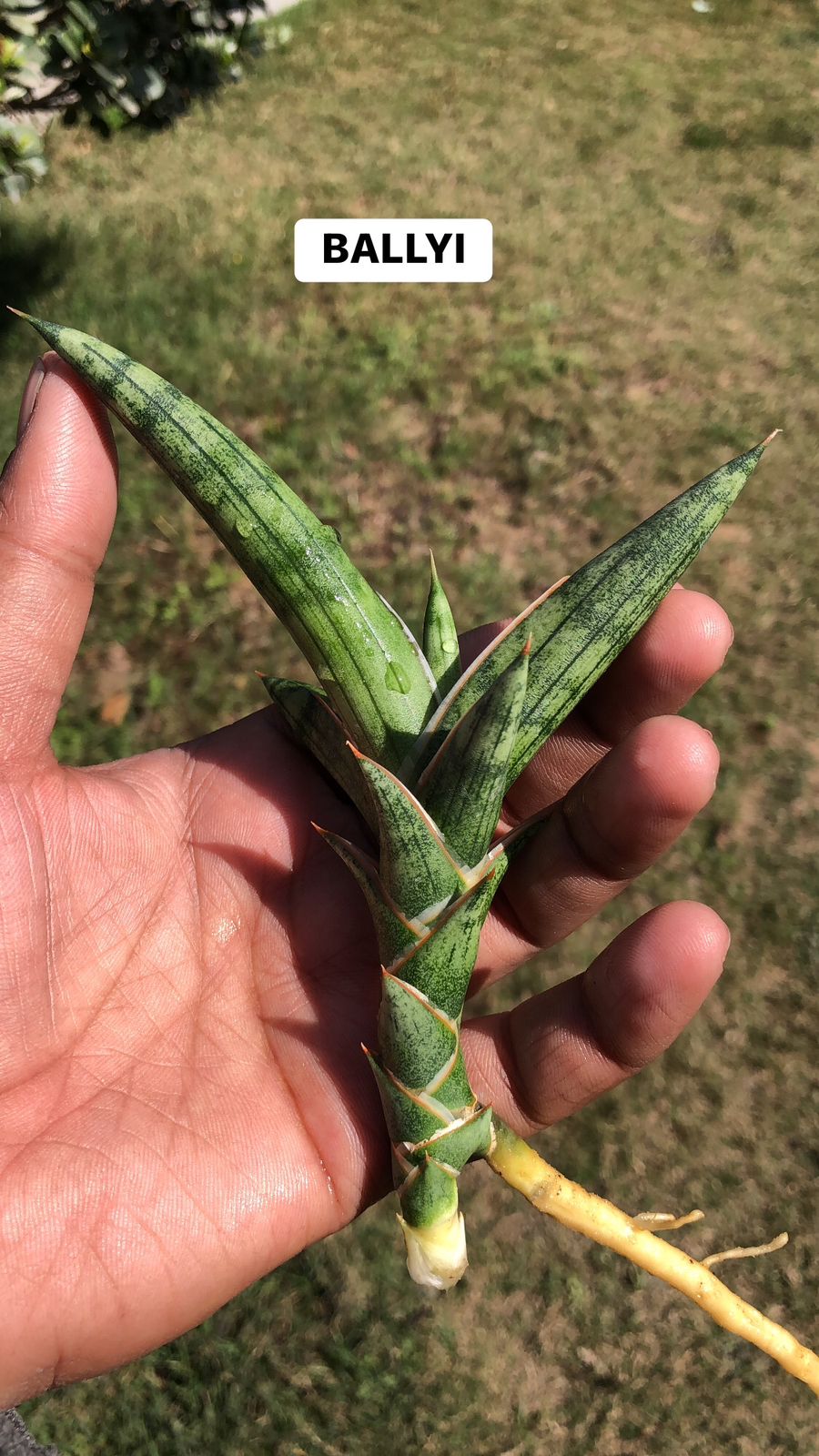 Sansevieria Combo #21 (4 plants)
