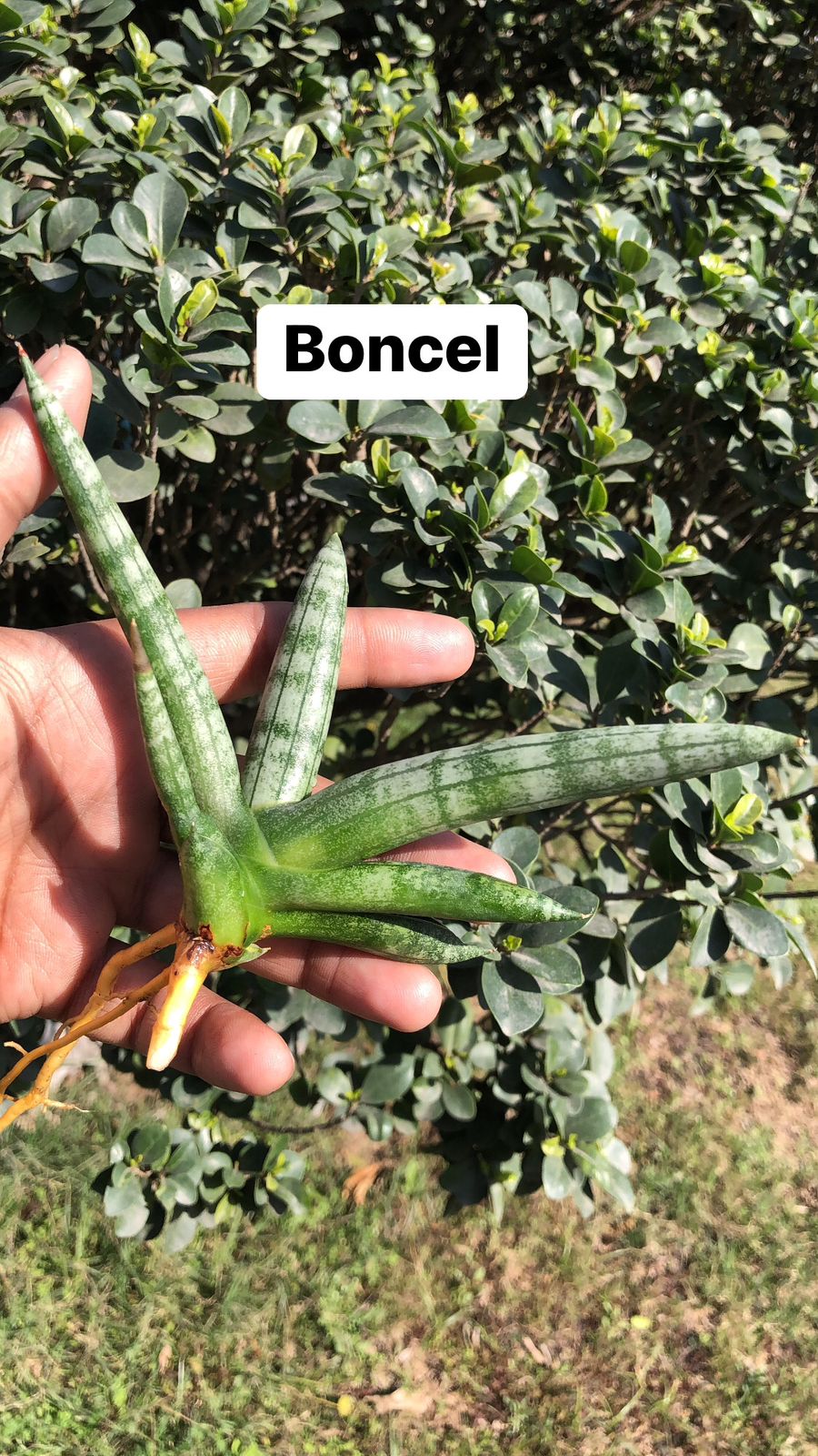 Sansevieria Combo #21 (4 plants)