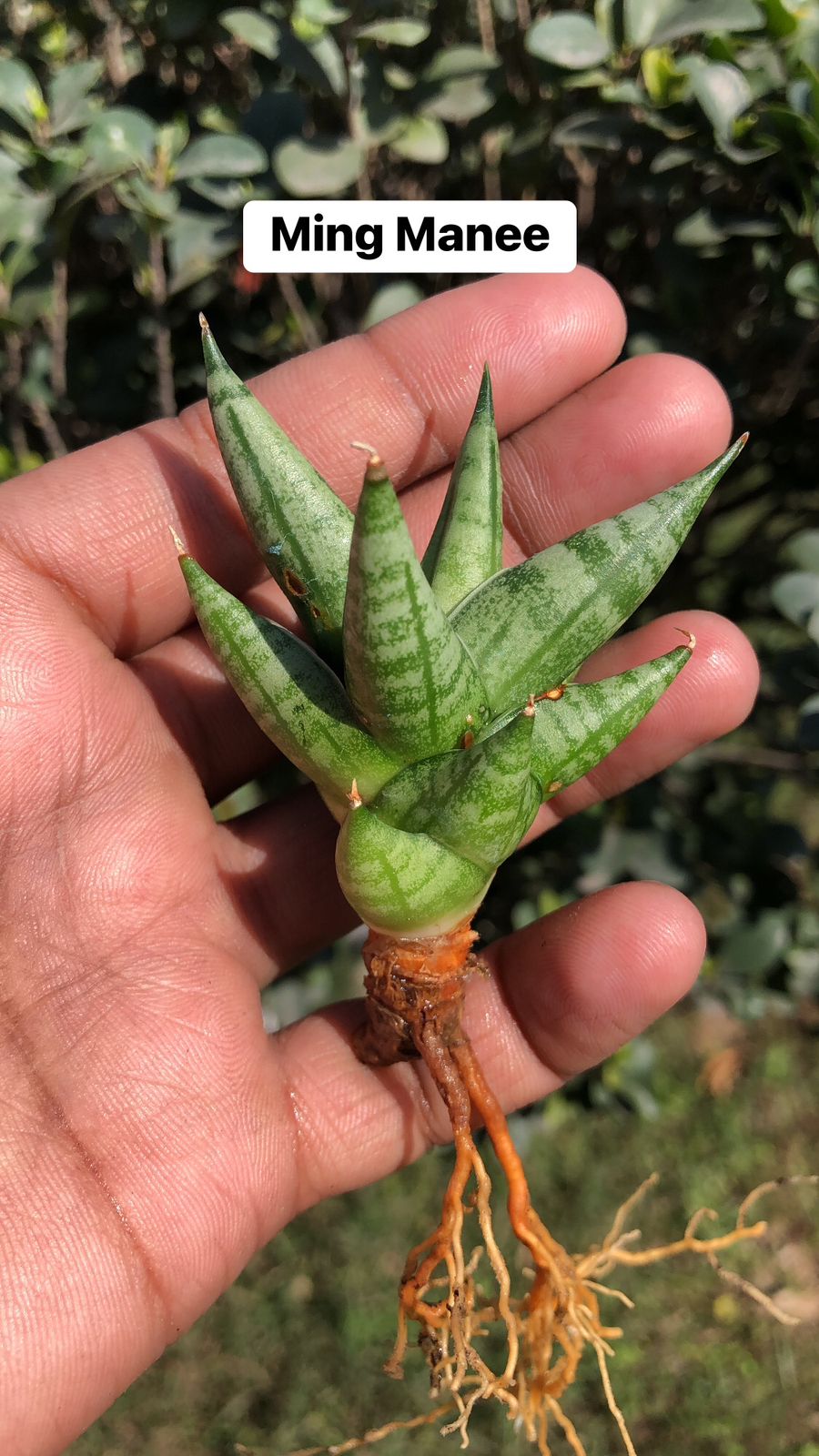 Sansevieria Combo #21 (4 plants)