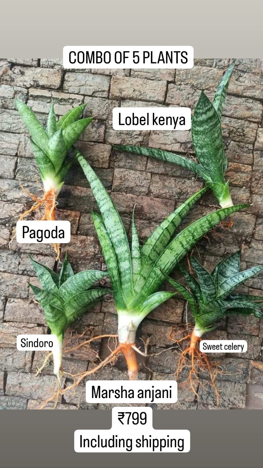 Sansevieria Combo #22 (5 Plants)
