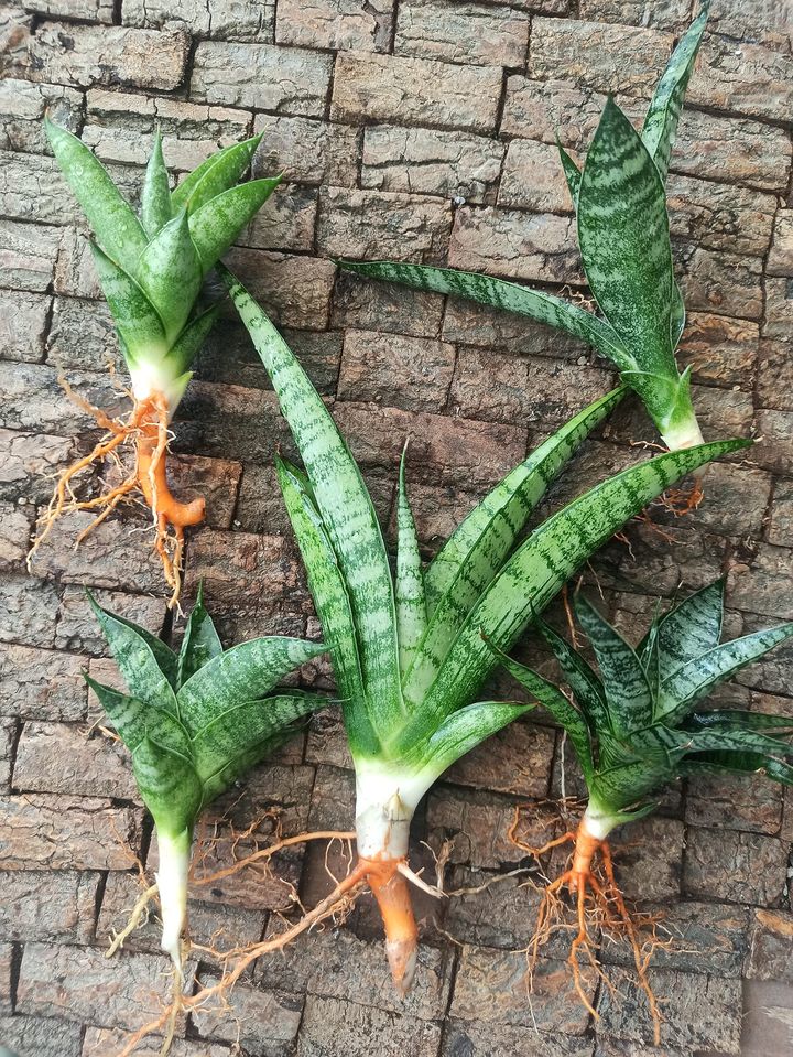 Sansevieria Combo #22 (5 Plants)