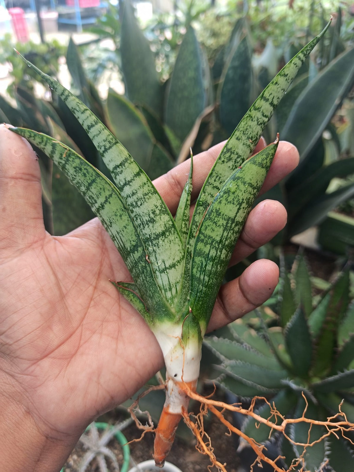 Sansevieria Combo #22 (5 Plants)