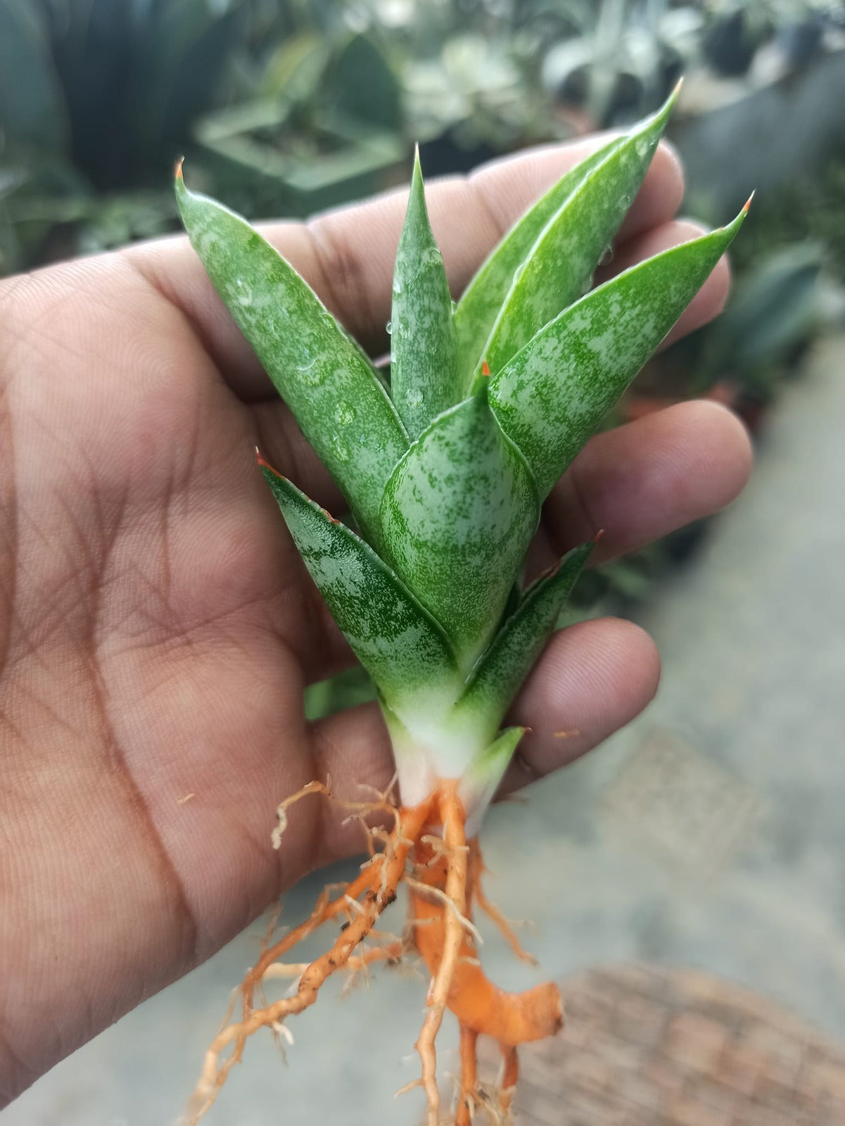 Sansevieria Combo #22 (5 Plants)