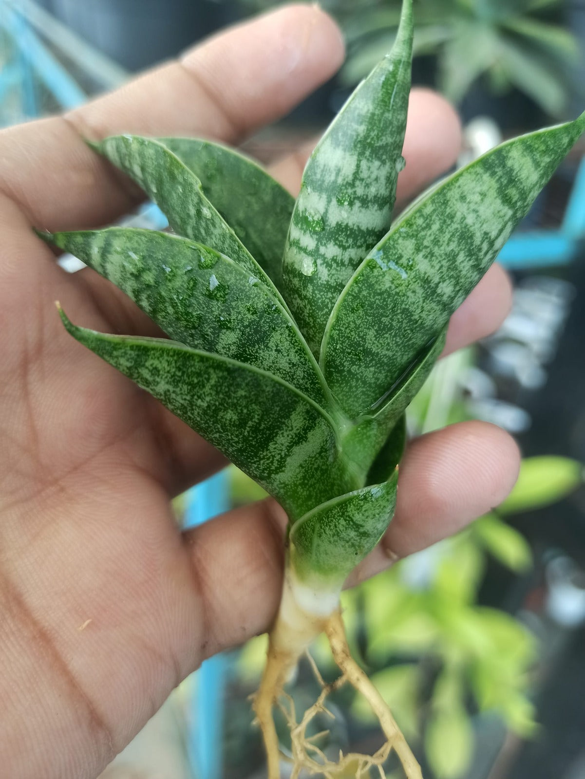 Sansevieria Combo #22 (5 Plants)