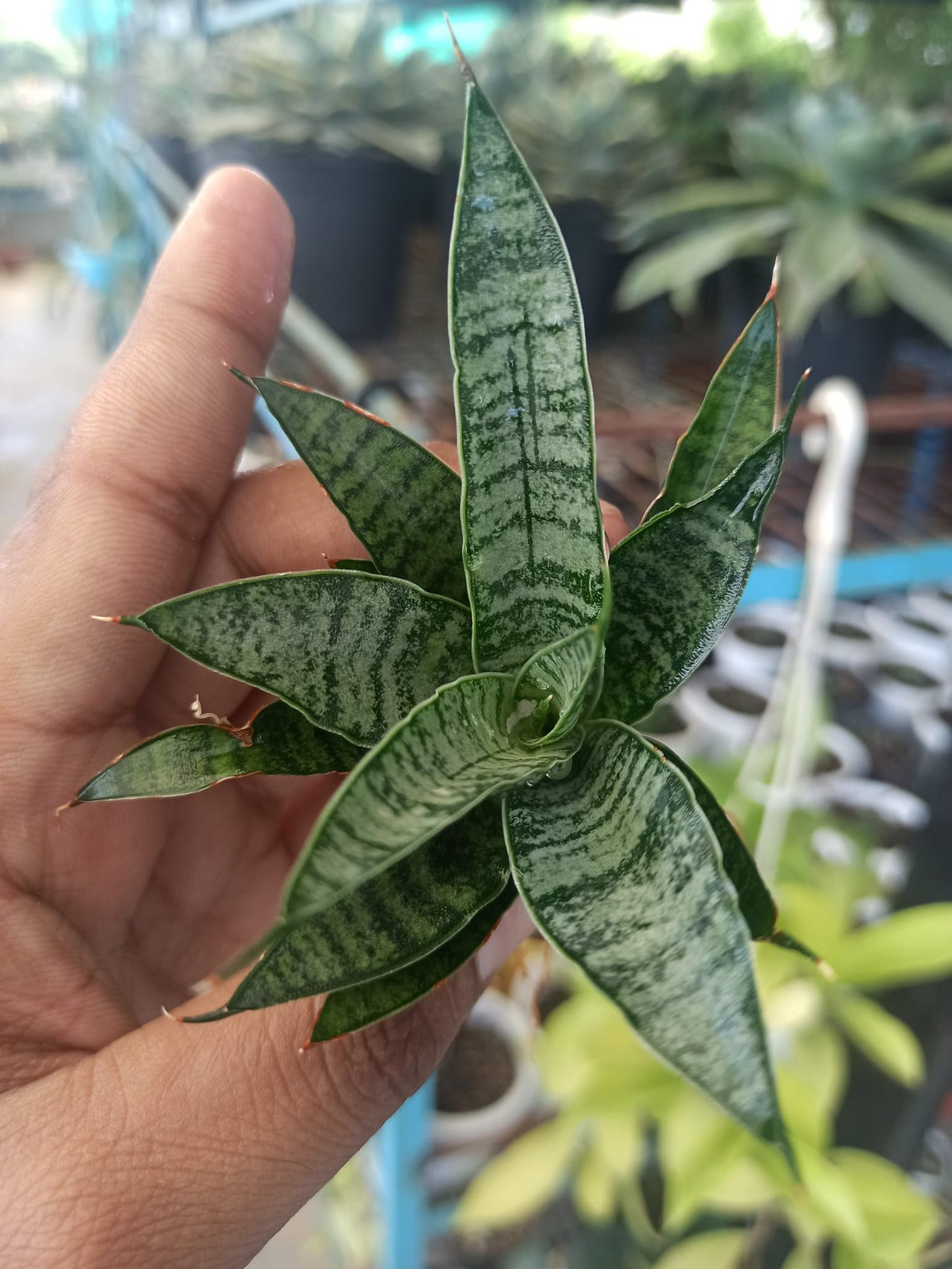 Sansevieria Combo #22 (5 Plants)