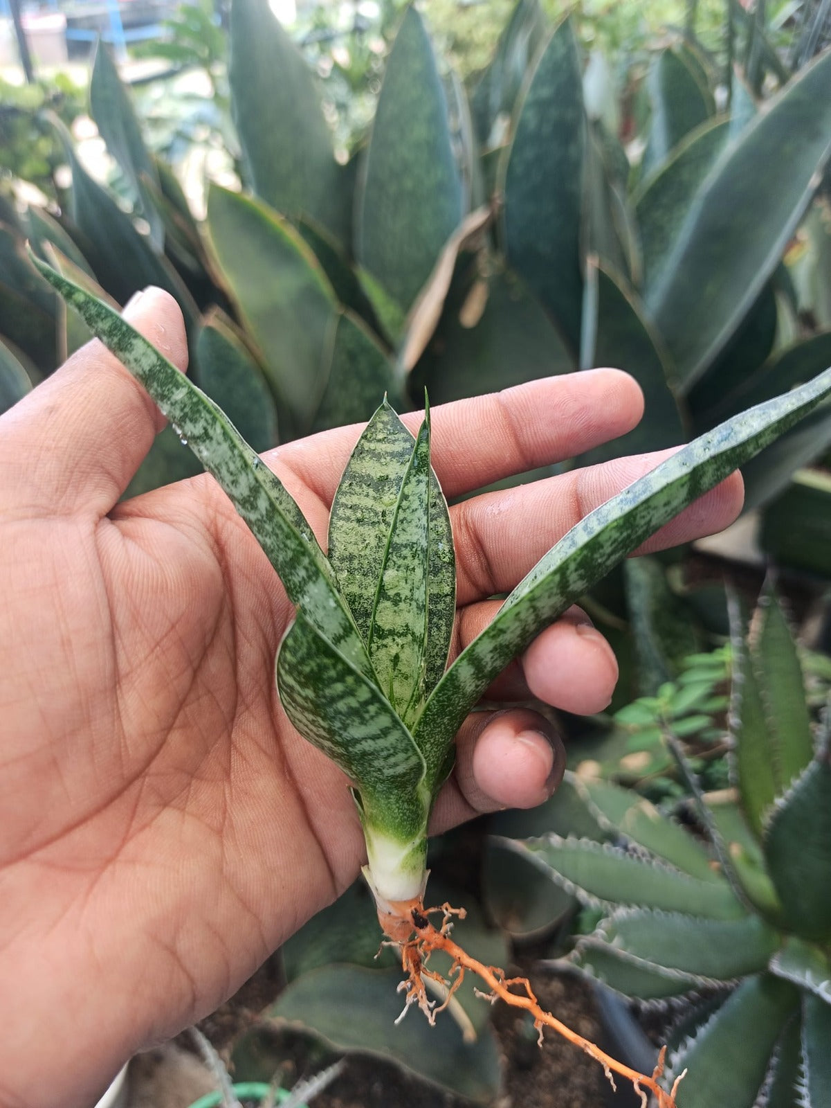 Sansevieria Combo #22 (5 Plants)
