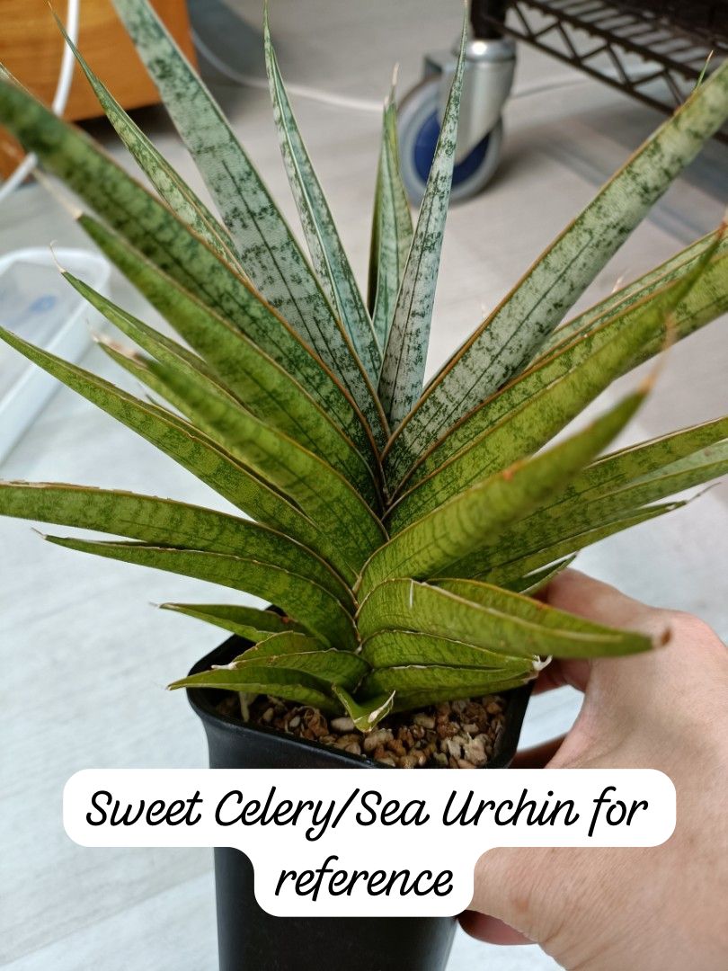 Sansevieria Combo #53 (Sindoro & Sweet Celery/Sea Urchin)