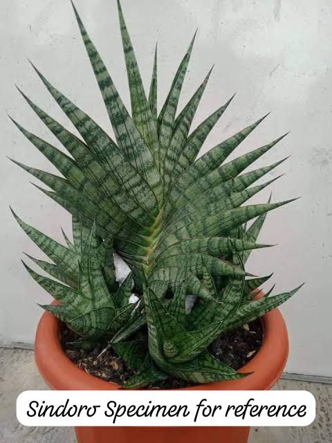 Sansevieria Combo #53 (Sindoro & Sweet Celery/Sea Urchin)