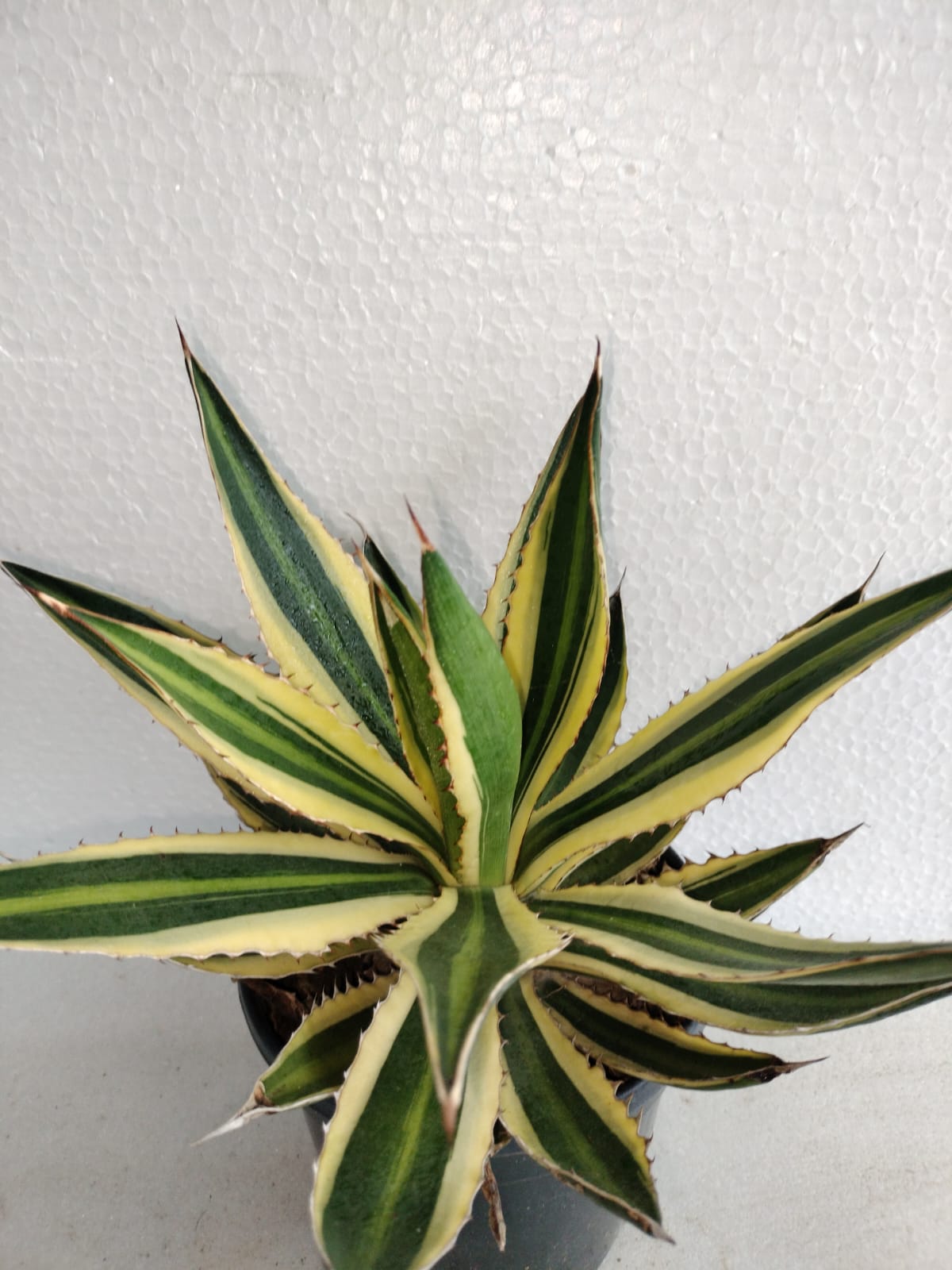 Agave lophantha 'Quadricolor'