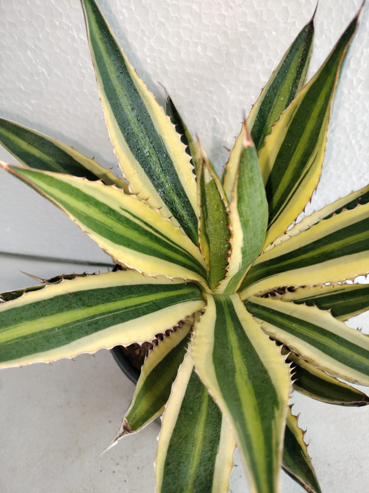 Agave lophantha 'Quadricolor'