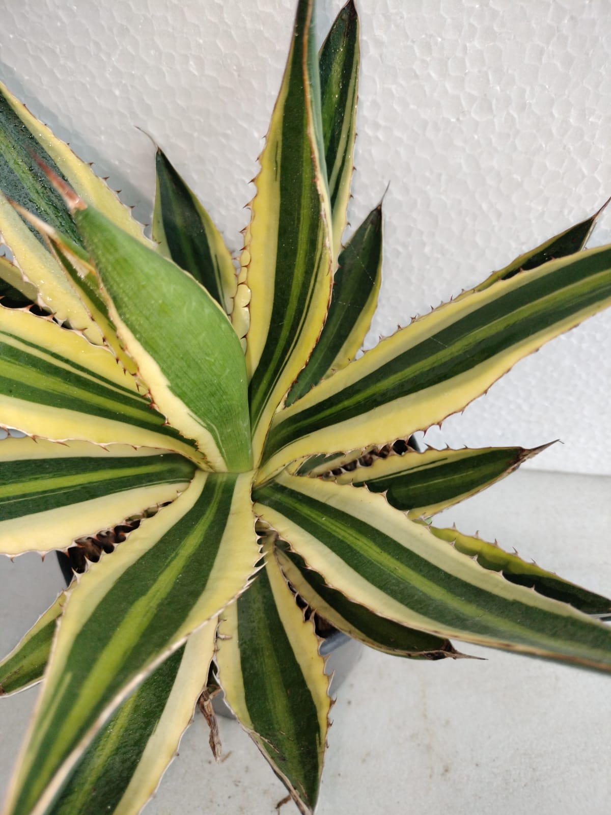 Agave lophantha 'Quadricolor'
