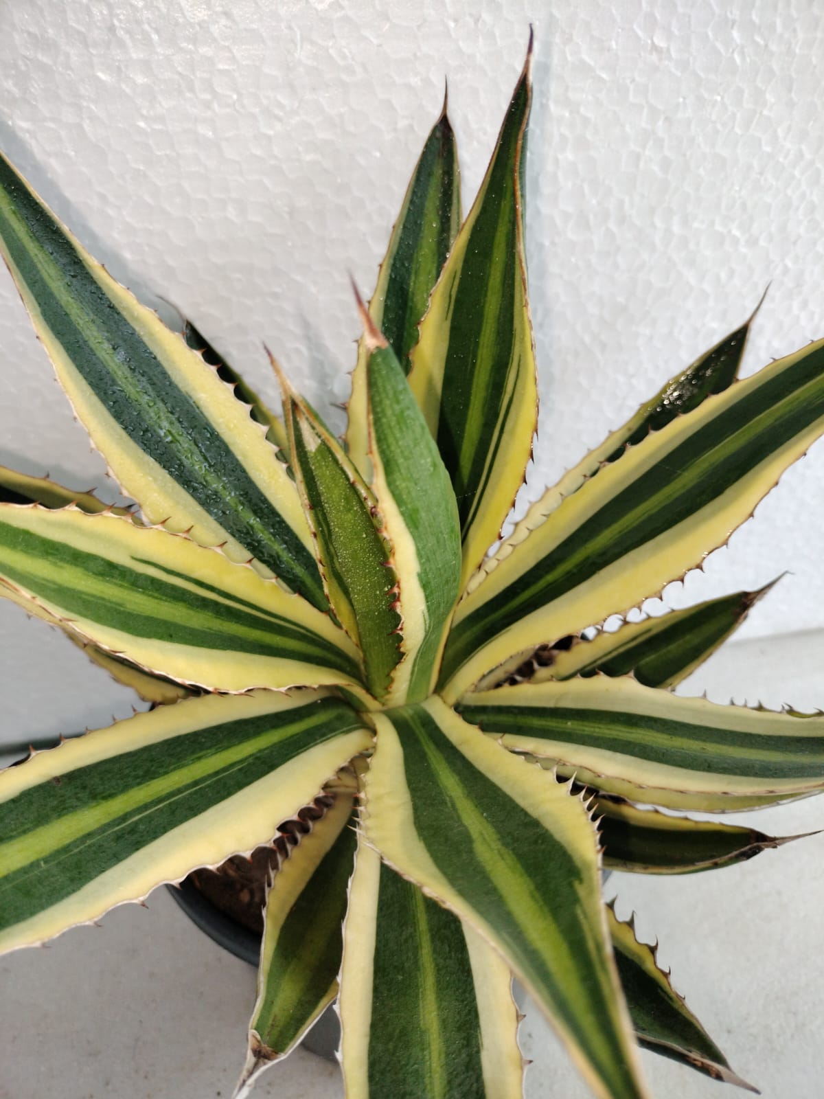Agave lophantha 'Quadricolor'