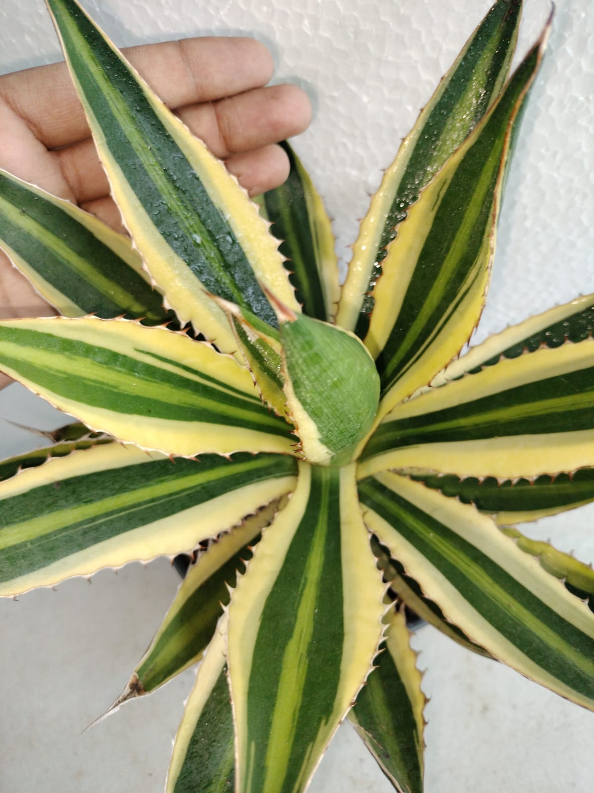 Agave lophantha 'Quadricolor'