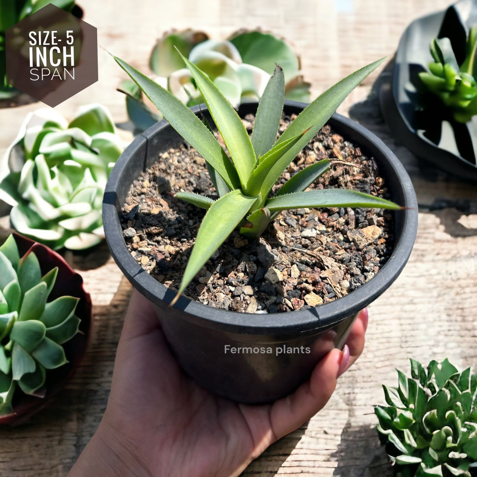 Agave