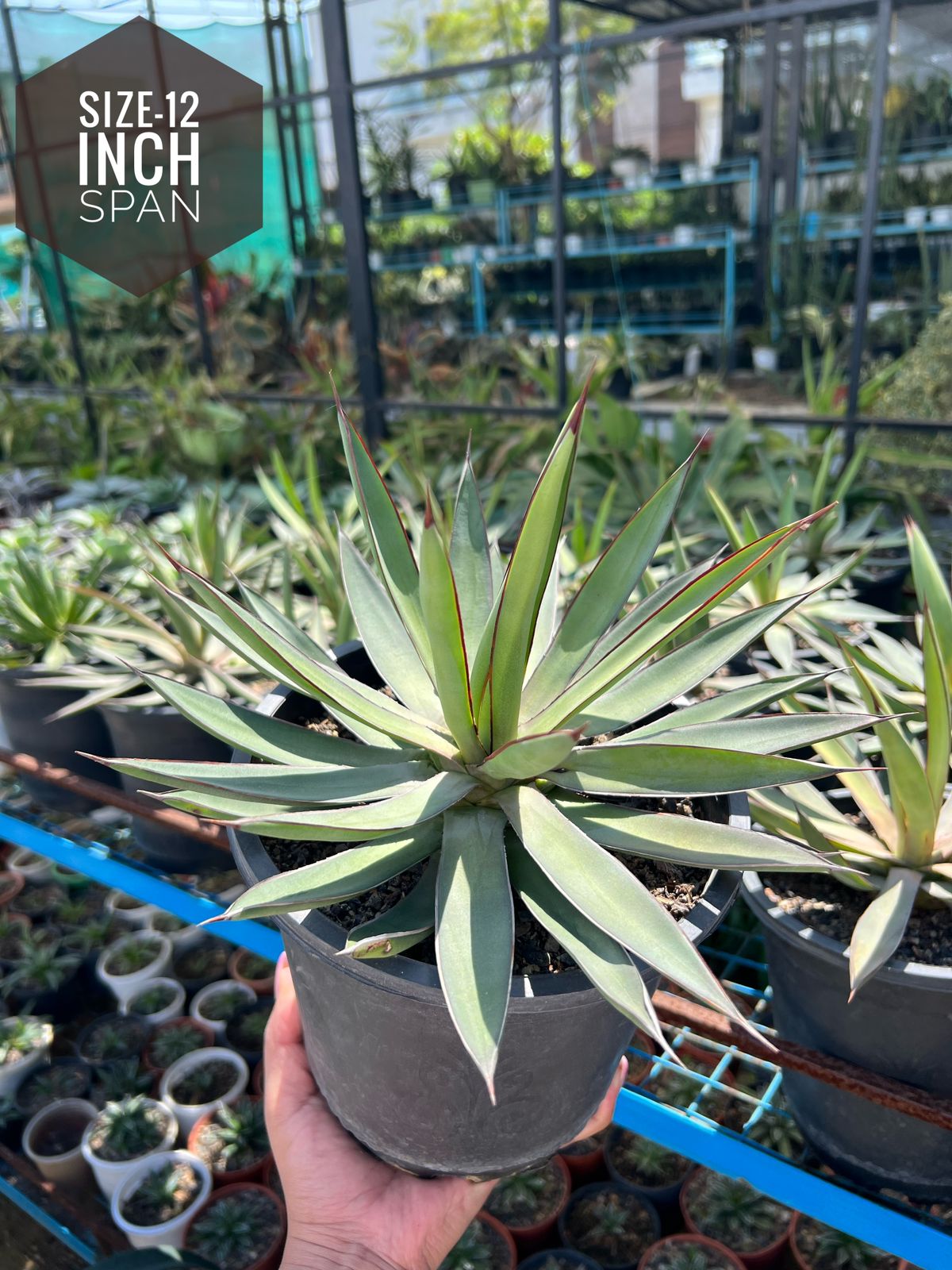 Agave