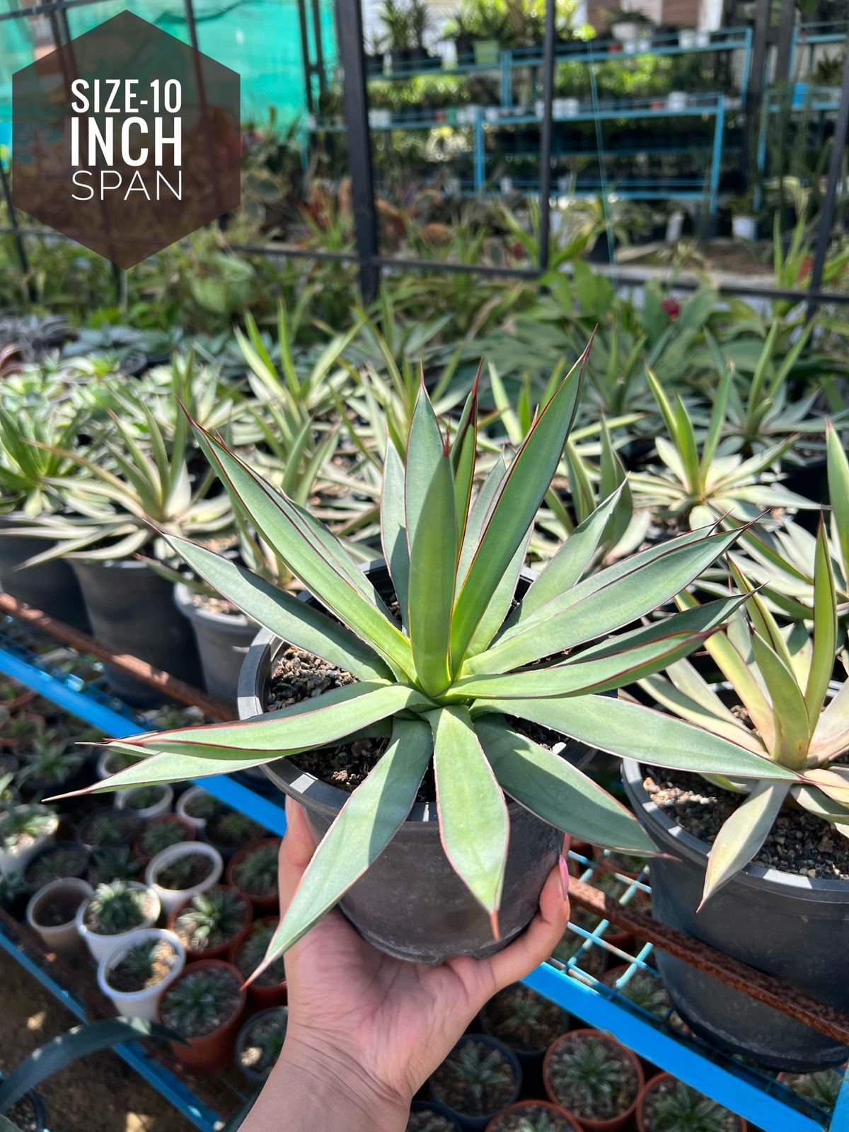 Agave