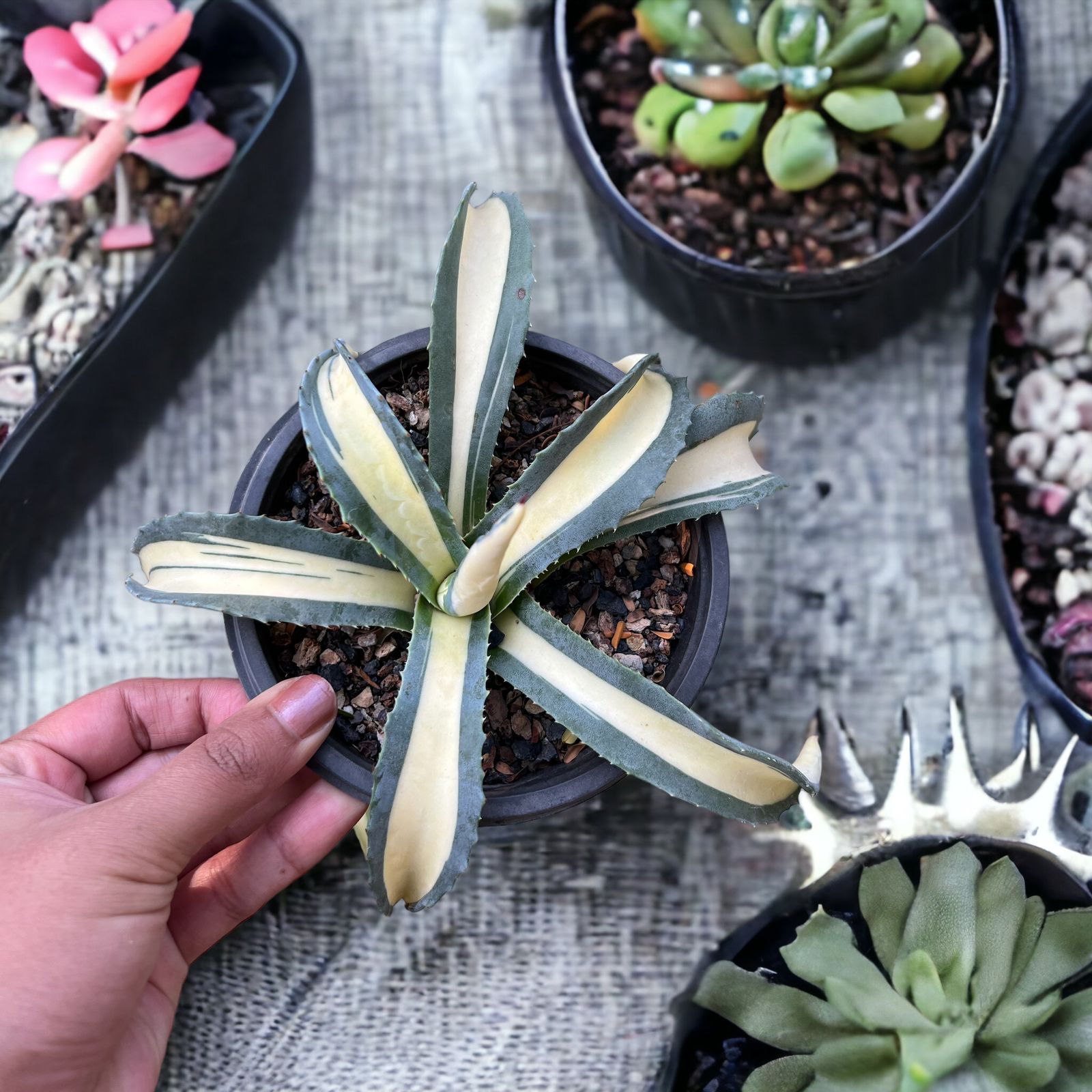 Agave Americana 'Mediopicta Aurea'