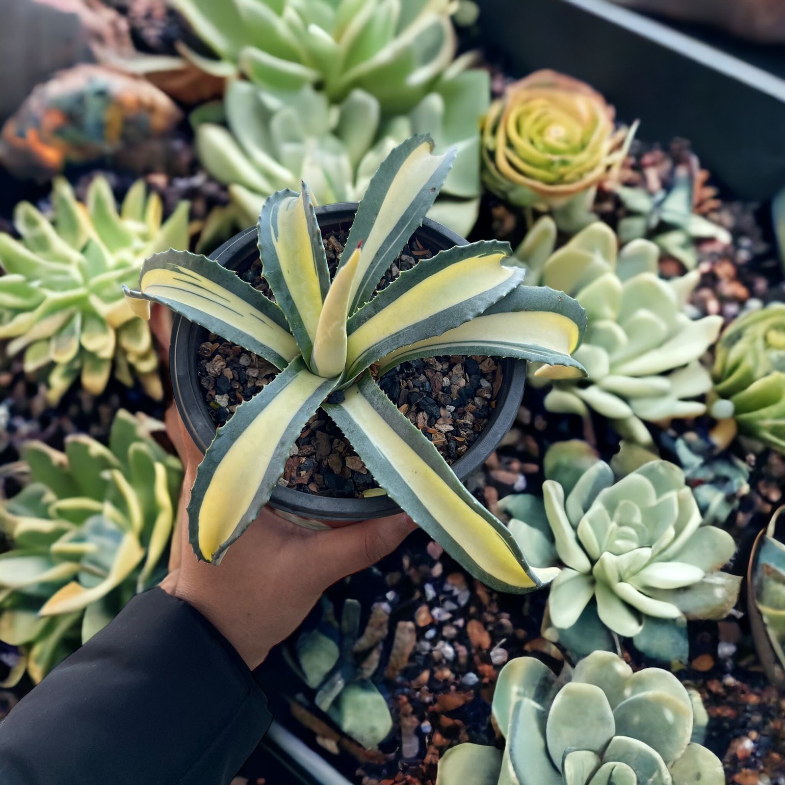 Agave Americana 'Mediopicta Aurea'