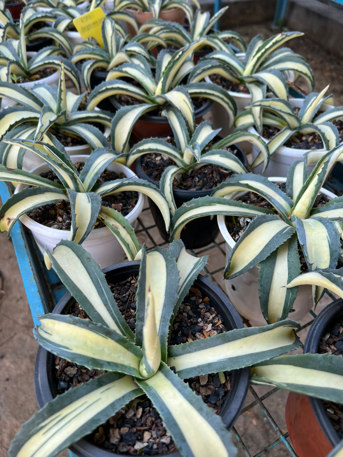 Agave Americana 'Mediopicta Aurea'