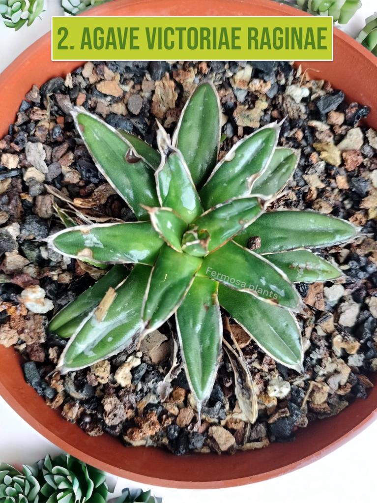 Agave Combo of 7