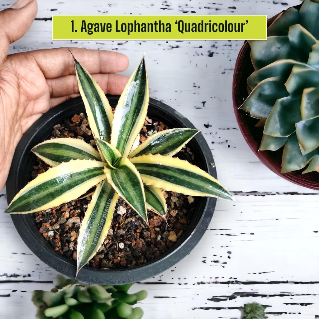 Agave Combo of 7