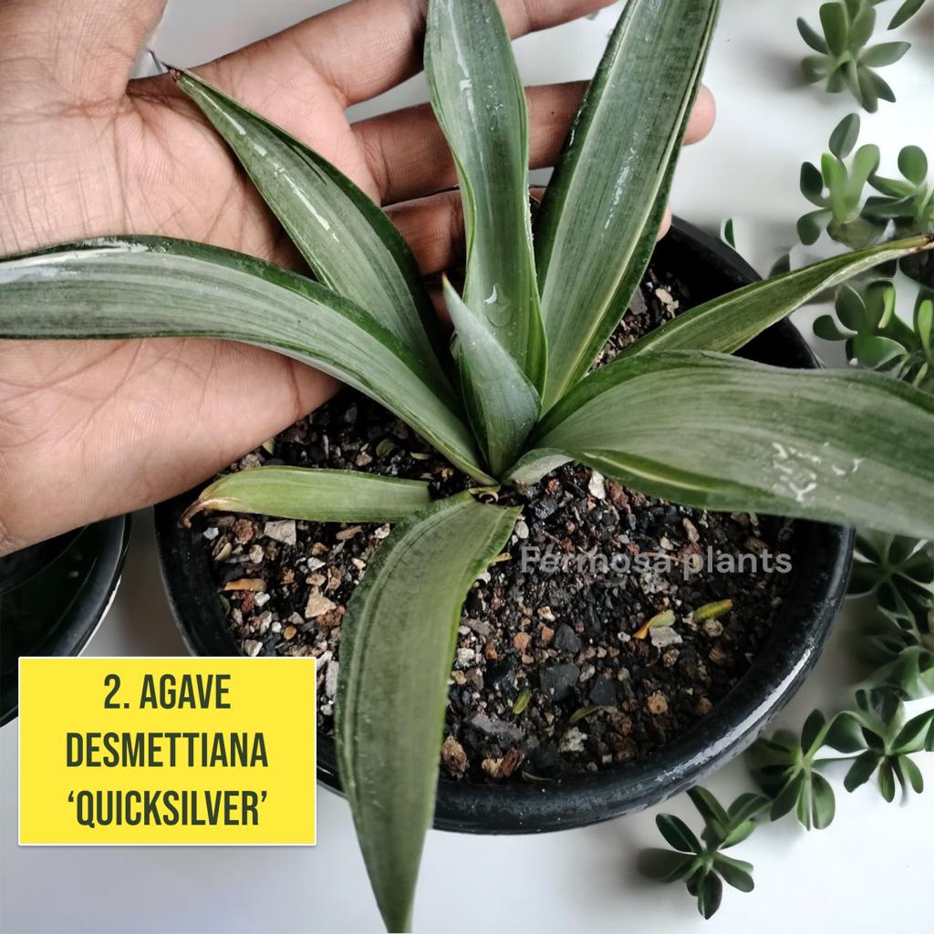 Agave Combo of 7