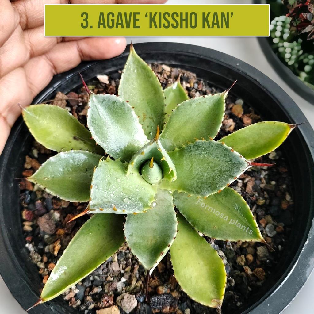 Agave Combo of 7