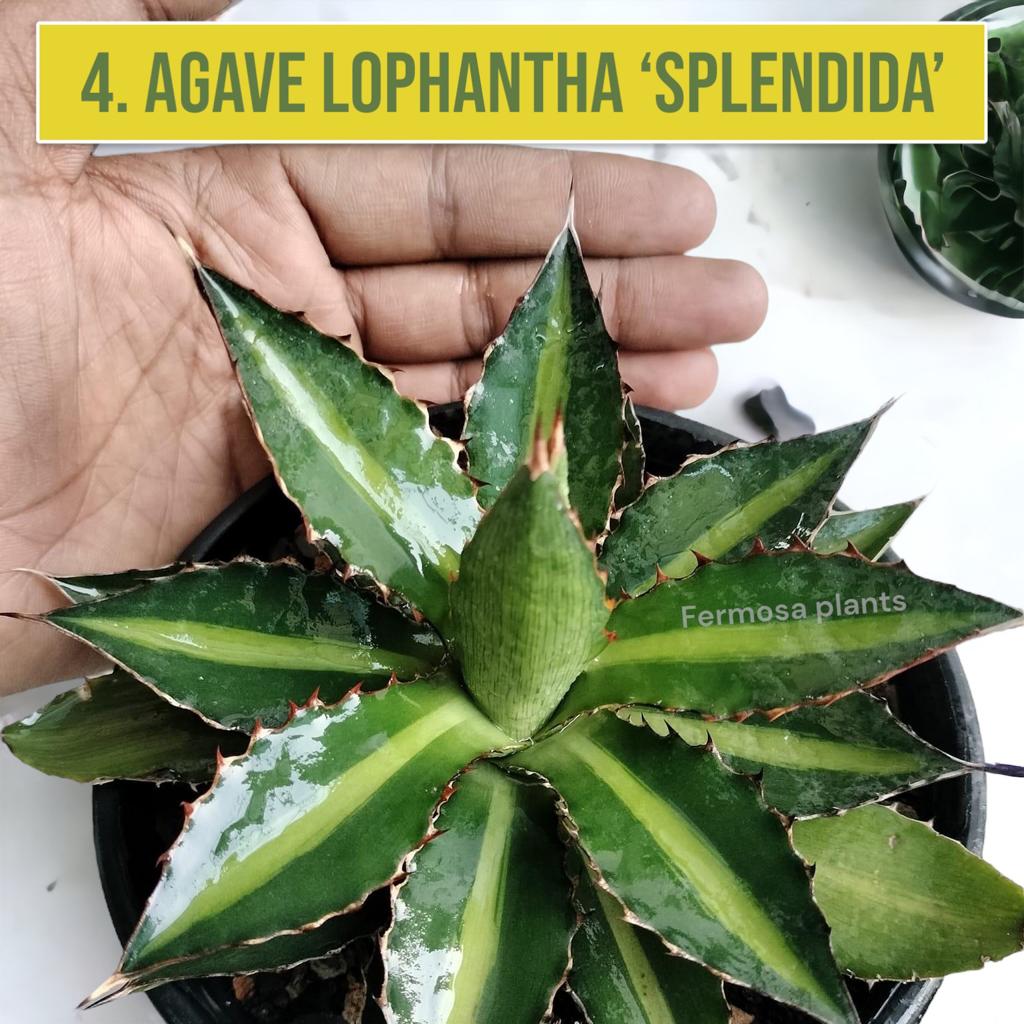 Agave Combo of 7
