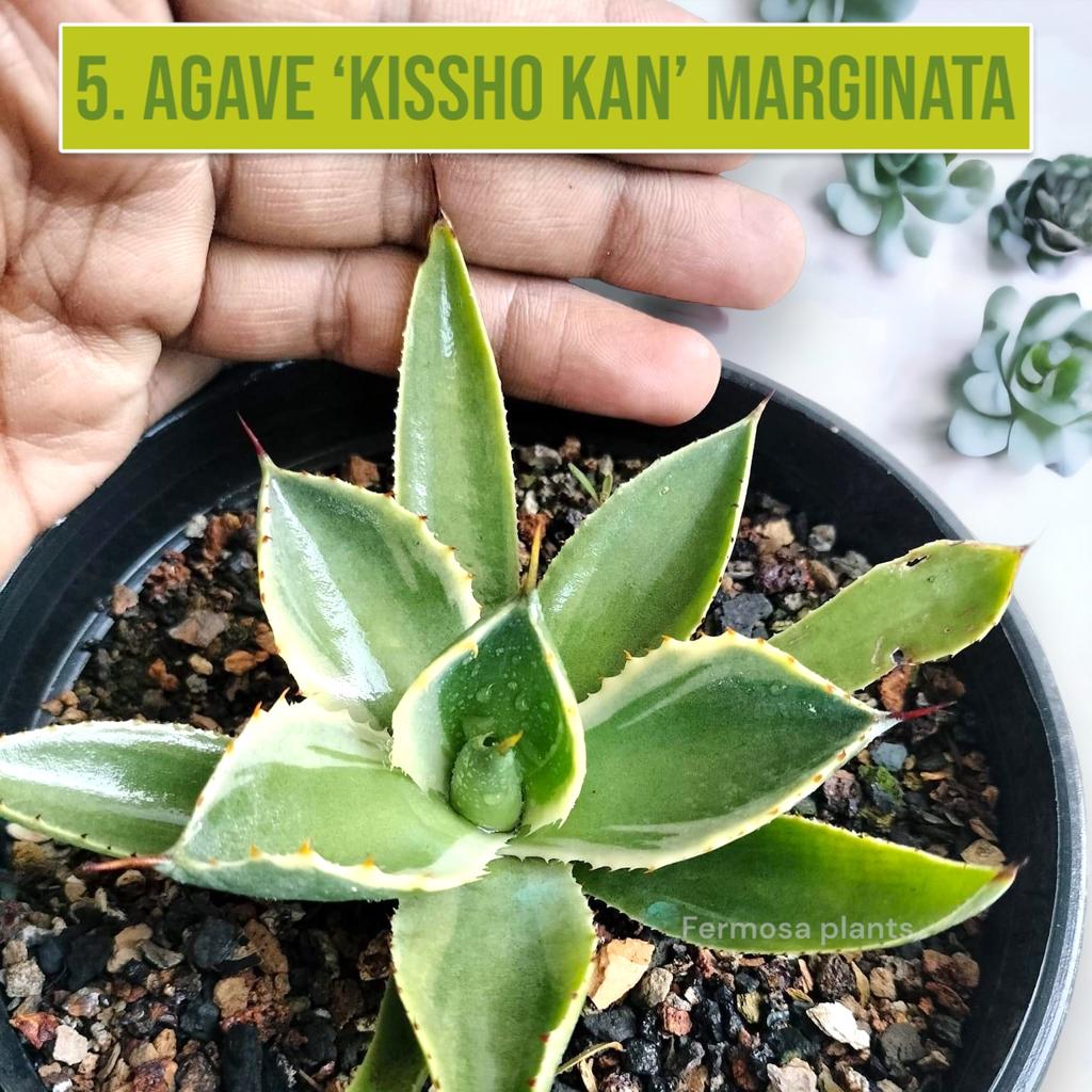 Agave Combo of 7