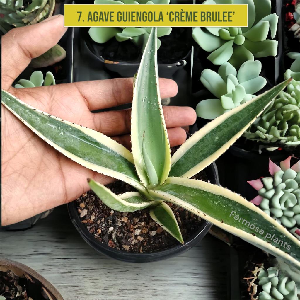 Agave Combo of 7