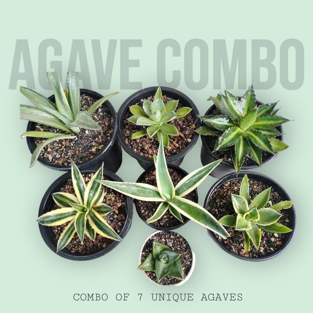 Agave Combo of 7
