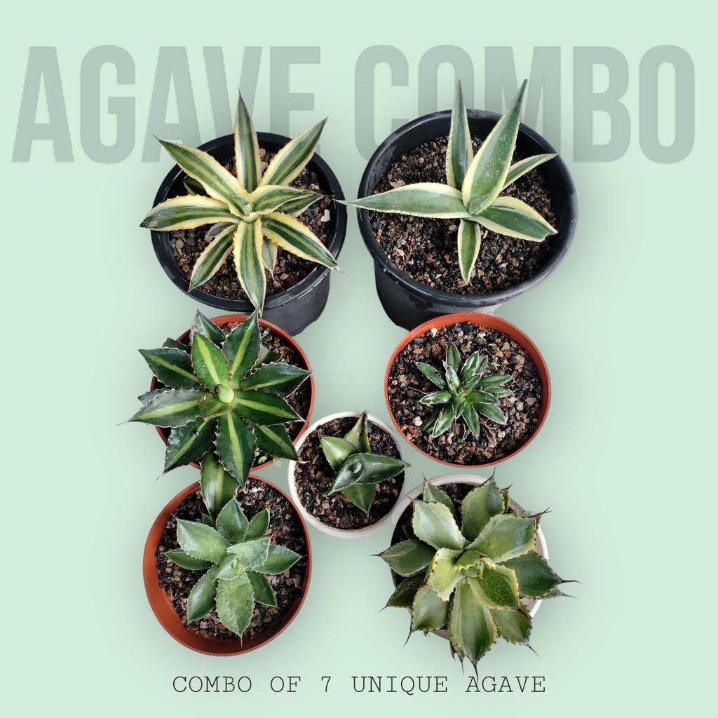 Agave Combo of 7