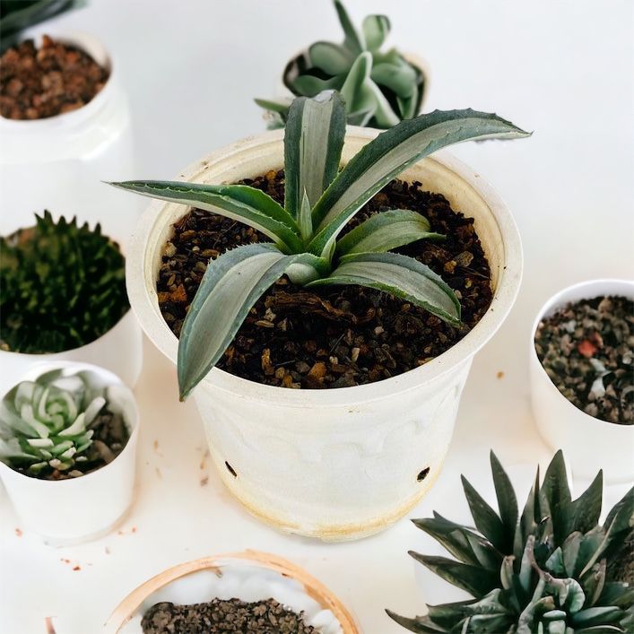 Agave Americana 'Mediopicta Alba'