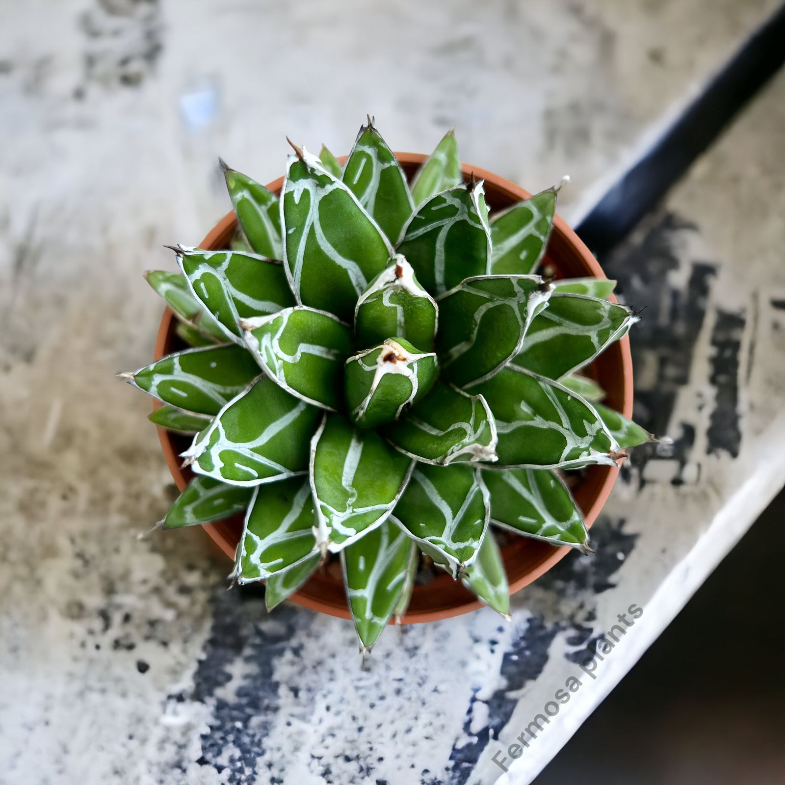 Agave Victoriae-Reginae 'Porcupine' (Large)